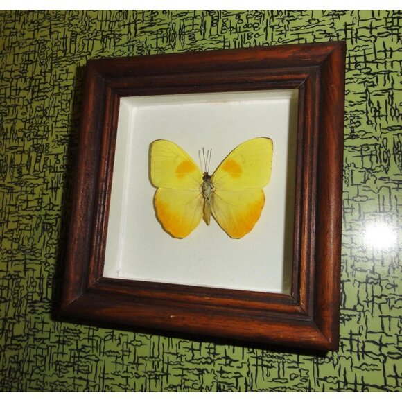 Vintage Wood Framed Orange Sulphur Butterfly oddity curiosity insect bug - Picture 3 of 13